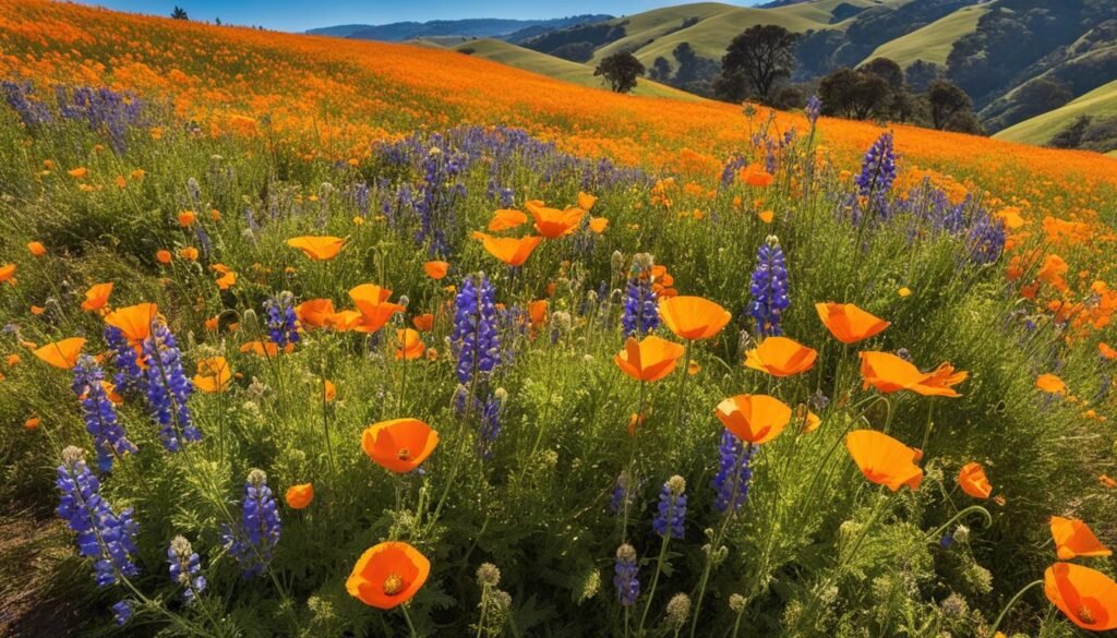 california wildflowers