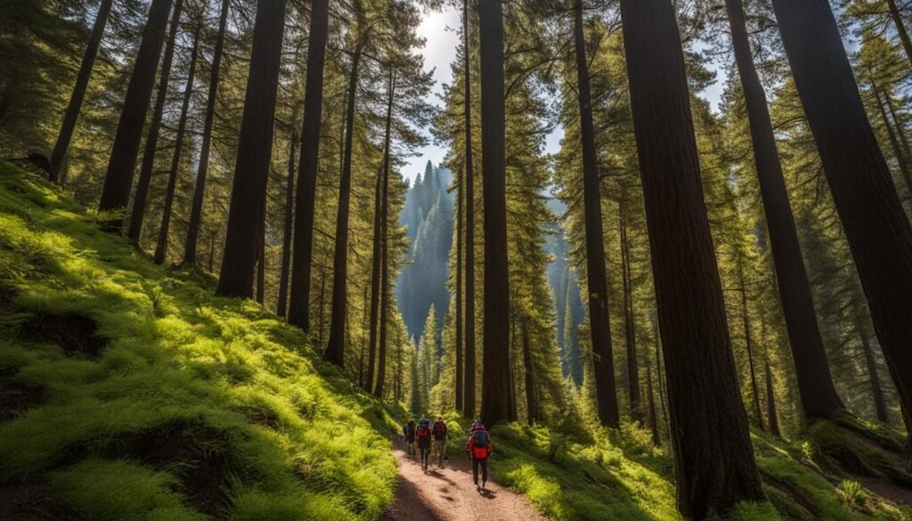hiking trails in the redwoods