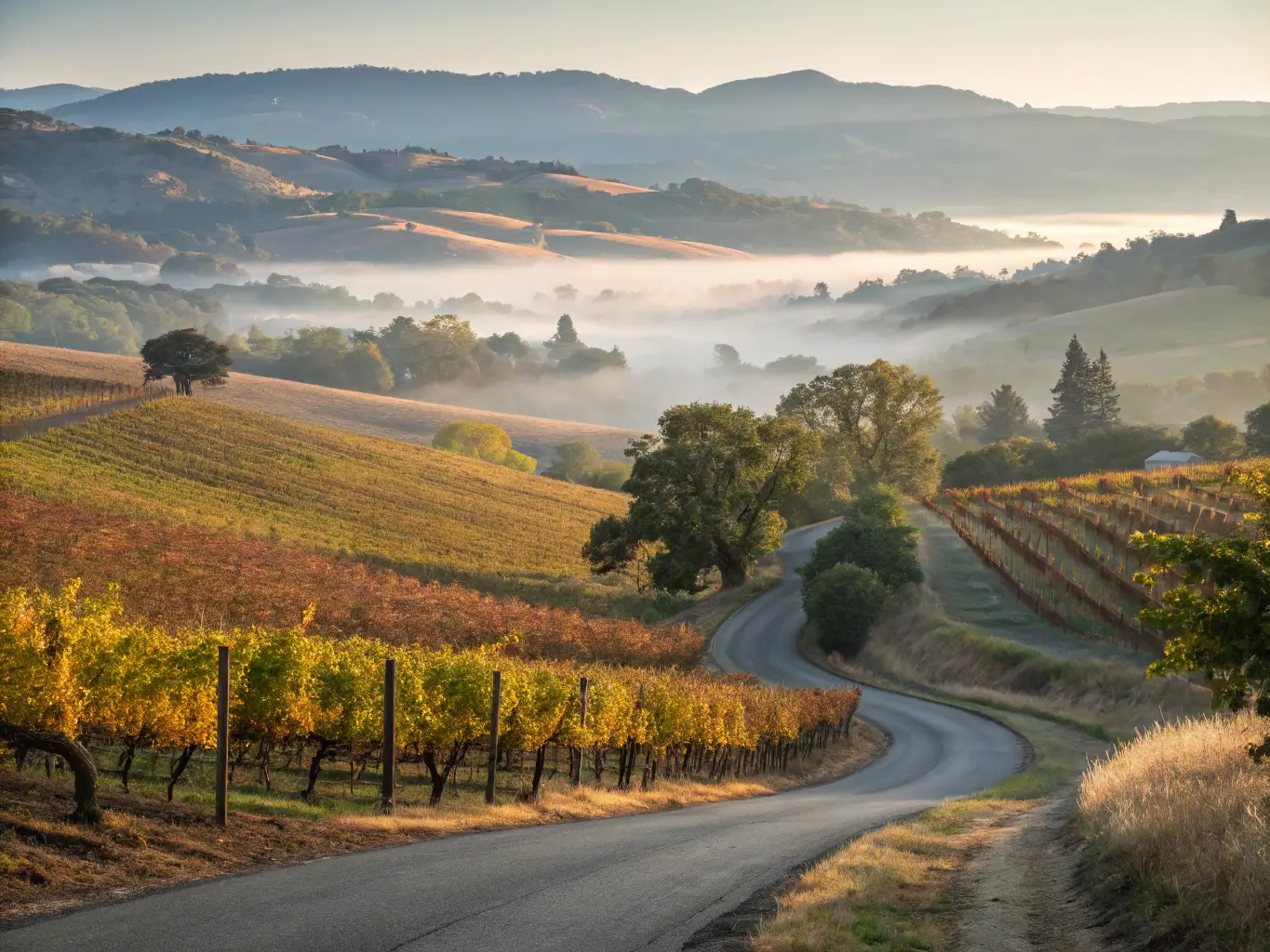 Winding road through Napa Valley vineyards in early fall, with fog and soft sunlight creating a dreamy atmosphere