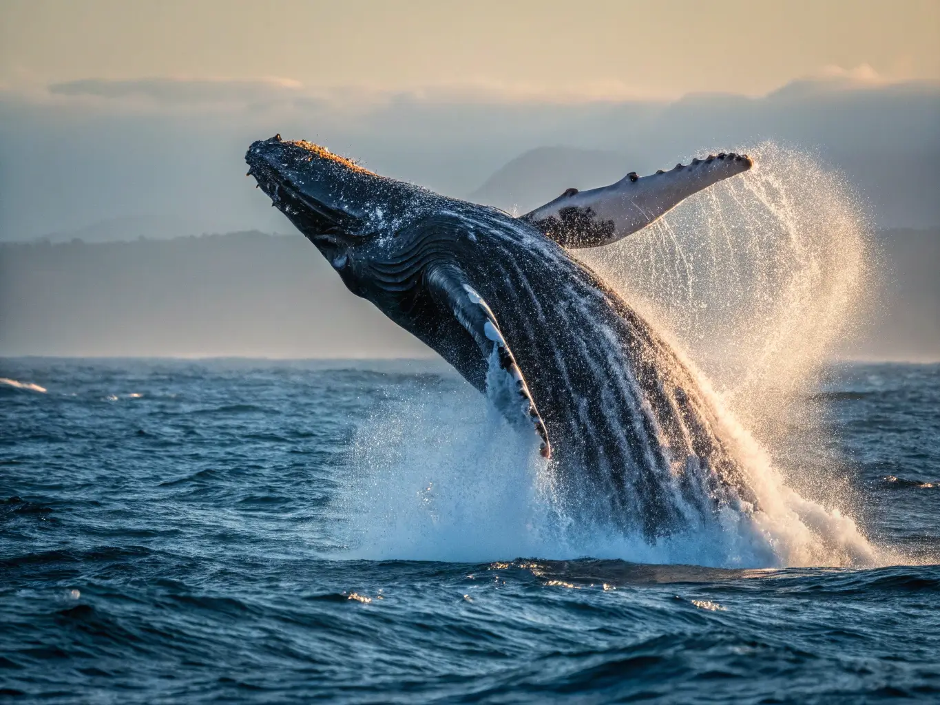 Pacific gray whale breaching out of deep blue ocean with cascading water droplets in early morning light