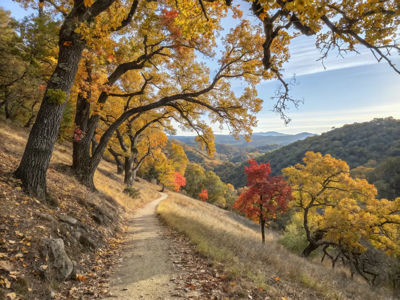 Autumn hiking trail through golden oak trees with dappled sunlight and fallen leaves in Sacramento's rolling hills landscape