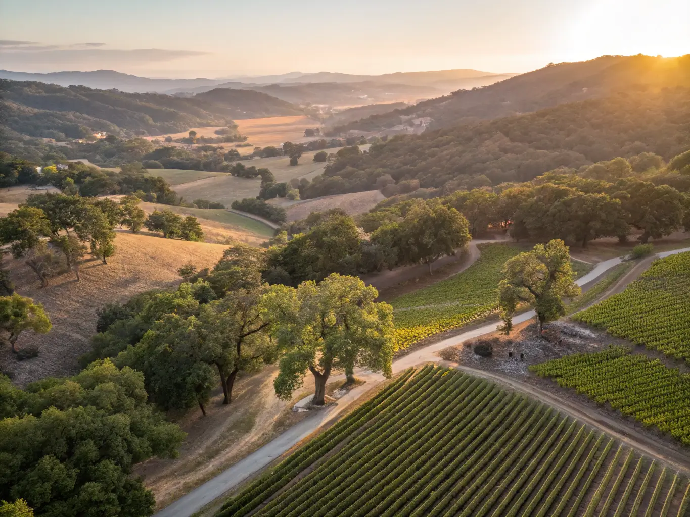 Aerial view of secluded family vineyard at sunset with rolling hills, ancient oak trees and rows of grapevines under golden light