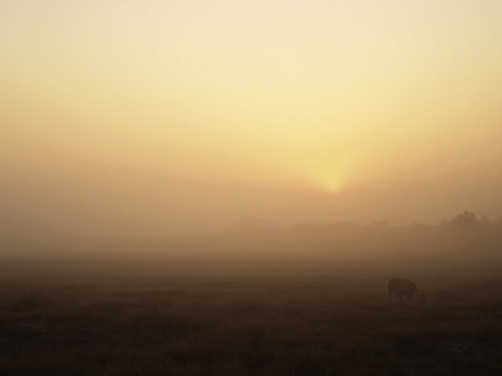 Bakersfield in January: Your Ultimate Winter Survival Guide (No Snow Required!) Misty dawn over Bakersfield's Central Valley with fog over agricultural fields and golden light piercing through