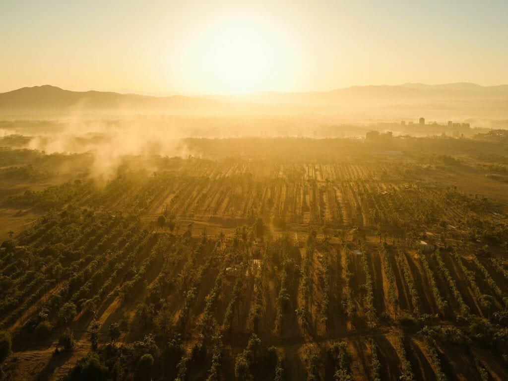 Aerial view of Central Valley's organized rows of fruit trees and vineyards under bright summer sunlight with visible dust and heat waves in the distance