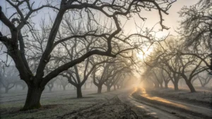 "Dense morning fog settling on Bakersfield almond orchards in December with bare tree branches, golden hour lighting illuminating the frost-touched fields, showcasing the transition between autumn and winter in Central California with a cool color temperature emphasizing the 38-degree chill"