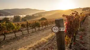 "Late September view of a sun-drenched California vineyard with grape vines, a rustic thermometer, early autumn colors and an empty wine glass on a porch rail in Fresno's wine country"
