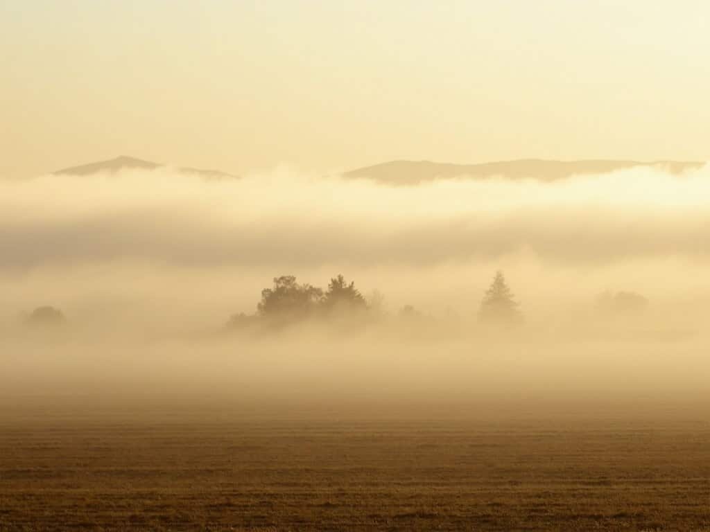 Misty morning in San Joaquin Valley with fog over golden agricultural fields, distant tree silhouettes, and delicate light piercing through the fog