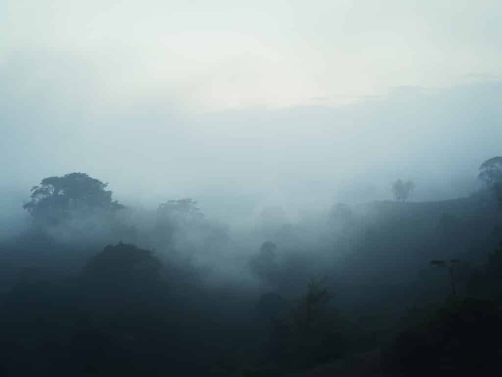 Misty morning over Oakland hills with coastal fog creating ethereal tree and terrain silhouettes