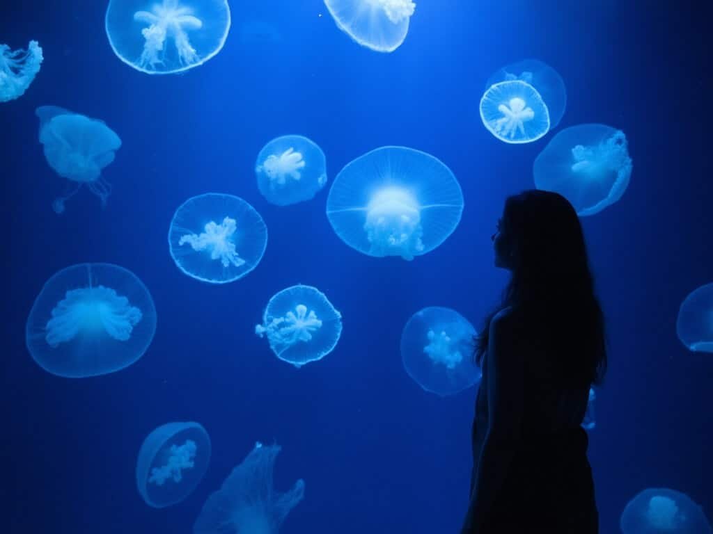 Translucent jellyfish gently pulsing in Monterey Bay Aquarium's serene exhibit, highlighted by soft ethereal lighting against a deep blue background
