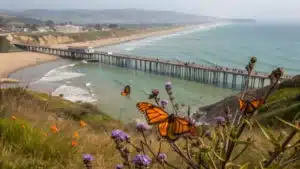 "Pismo Beach's wooden pier stretching into Pacific waters with monarch butterflies, blooming California poppies and purple lupines in the foreground, morning fog uncovering sandy beach, sea lions on distant rocks and hikers exploring the shoreline during a spring April morning."