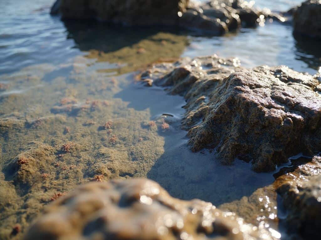 Close-up of Pismo Beach tide pools with marine life and textured rocks under November sunlight