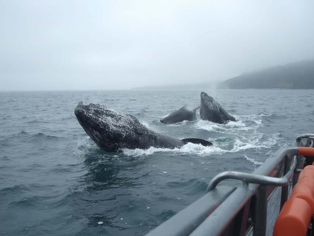 Whale watching boat in Monterey with humpback whales breaching in cool gray August waters and foggy shoreline in the background